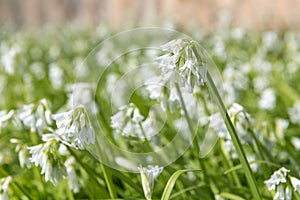 Three cornered leek allium triquetrum flowers