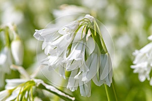 Three cornered leek allium triquetrum flowers