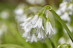 Three cornered leek allium triquetrum flowers