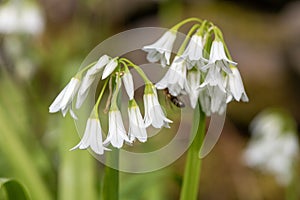 Three cornered leek allium triquetrum flowers