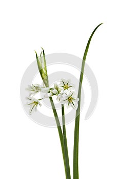 Three-cornered Leek - Allium triquetrum