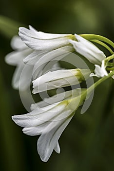 Three Cornered Leek