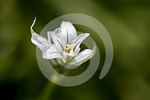 Three Cornered Leek Flower