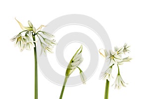Three cornered leek