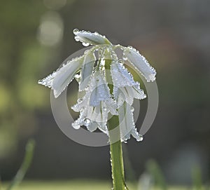Three-cornered Leek