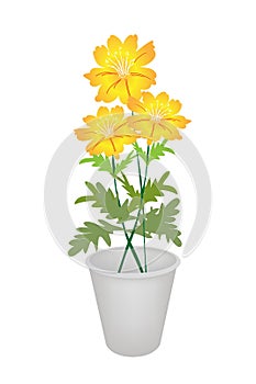 Three Cosmos Flowers in A Flower Pot