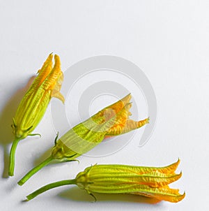 Three courgette flowers on a white background photo