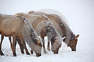 Three cow elk grazing in a winter snow storm