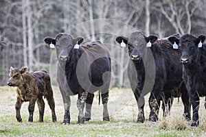 Three cows and 1 calf in wintertime
