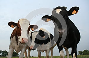 Tres vacas 