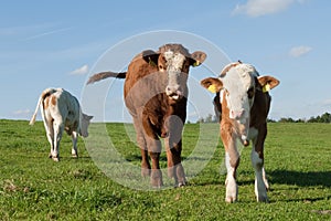 Three cows