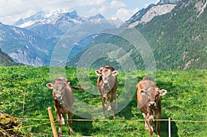 Three  cows on an alpine meadow