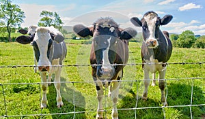 Three cows behind a barbed wire fence.