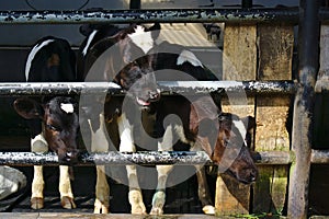 Three cows in cow shed