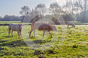 Three cows in dewy grass