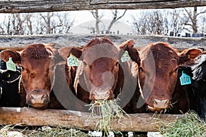 Three Cows Eating