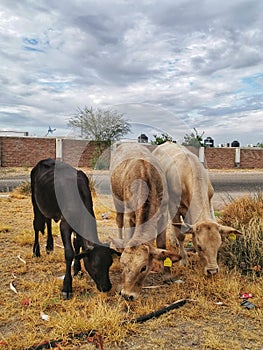 Three cows eating grass