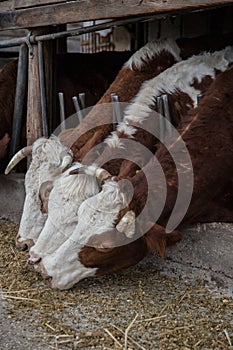 Three cows eating straw together
