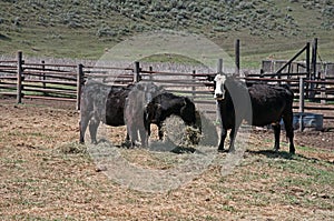 Three cows feeding on hay