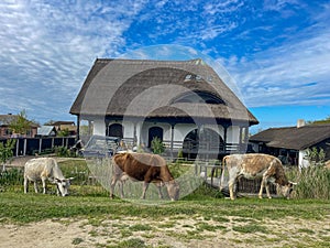 Three cows graze grass in front of the house