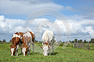 Three cows graze in a meadow, seen from the front, totally in view, a beautiful cloudy sky as background