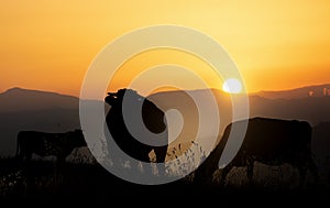 Three cows graze at sunset