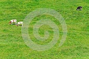 Three cows grazing in a field