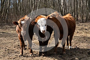 Three Cows Grazing in Field With Trees