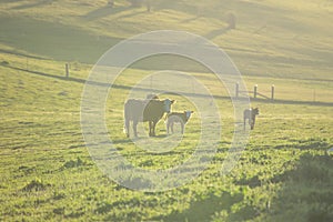 Three cows on green pasture at sunset