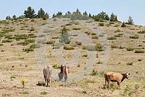 Three cows in the meadow