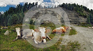 Three cows resting on the grass against a sandy mountain and forest
