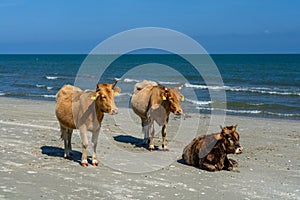 Three cows spotted standing on a sandy beach. Horizontal view of