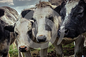 Three cows together in the dutch countryside.