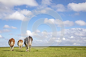 Three cows walking away, seen from behind, stroll towards the horizon