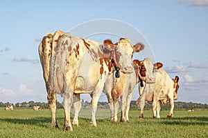 Three cows walking into the meadow, seen from behind, towards the horizon, with a soft blue sky with some clouds