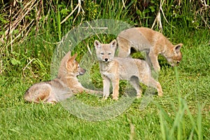 Three coyote pups in grass on a spring day