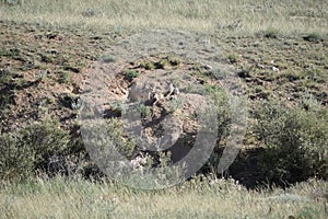 Three 3 coyote pups