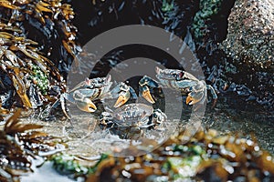 Three Crabs on a Rocky Shore