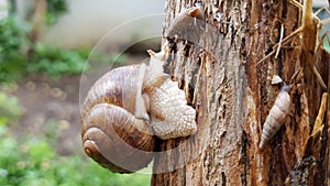 Three crawling snails