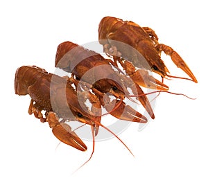 Three crayfish, cooked, red, on a white background, isolated