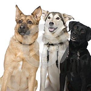 Three Crossbreed dogs