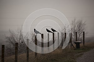 Tres cuervos en niebla 