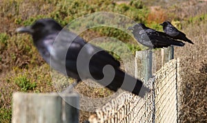 Three Crows Standing Side By Side on Three Fence Posts 2