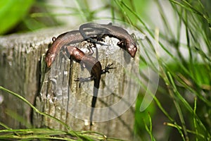 Three cubs of viviparous lizards on a wooden post