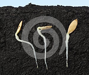 Three cucumber seeds growing in ground