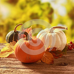 Three cucurbita squash and pumpkins