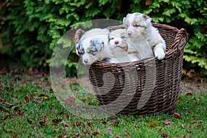 Three cure Australian Shepherd puppies in wicker basket on garden grass