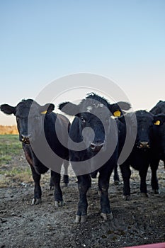 Three curious black beef cows
