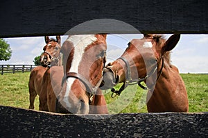 Three Curious Colts