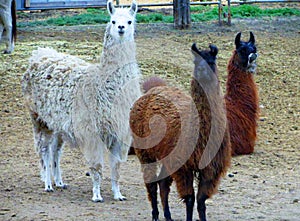 Three curious llamas look at the camera